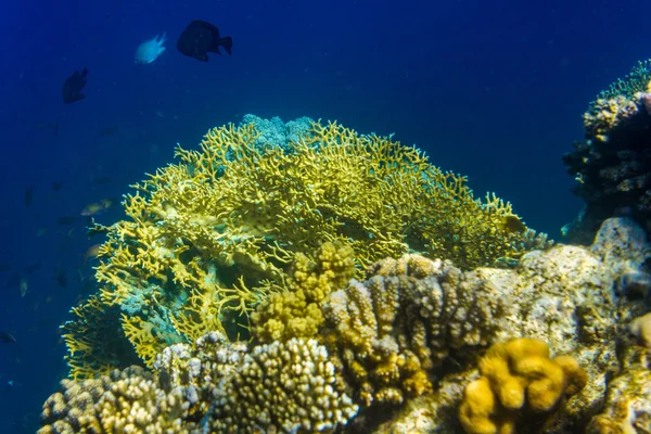Sarı mercanlar ve balık
