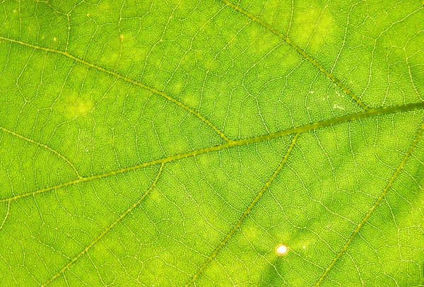 Grünblatt-Makro — Stockfoto