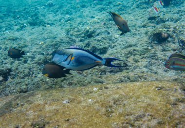 Red Sea'deki/daki çizgili surgeonfish