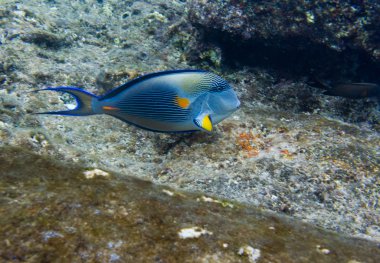 Red Sea'deki/daki çizgili surgeonfish