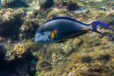 Red Sea'deki/daki çizgili surgeonfish