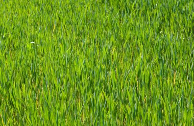 Yeşil Çimen Alanı. 