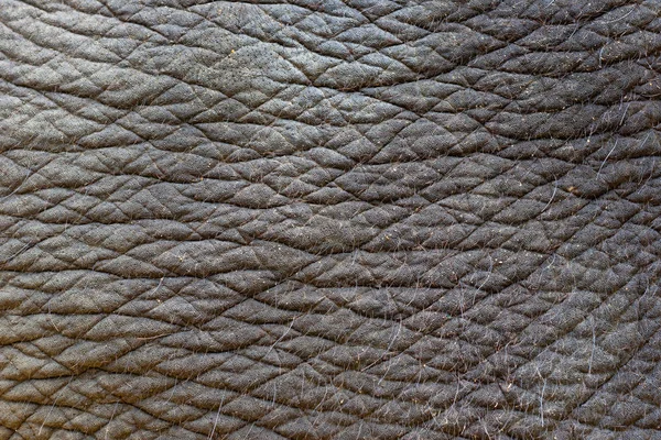 Indian elephant skin — Stock Photo, Image