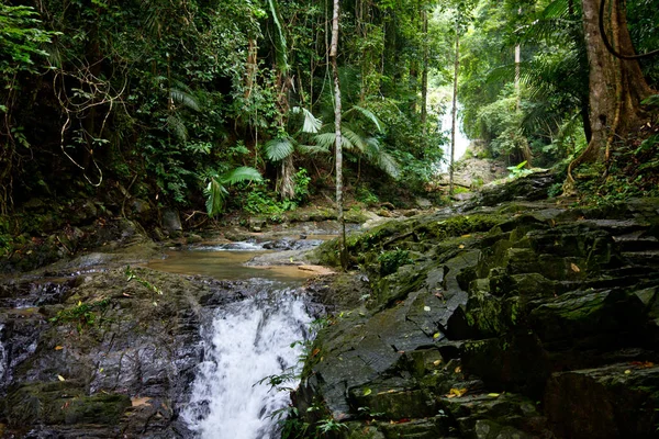 Small river in tropical rainforest — Stock Photo, Image