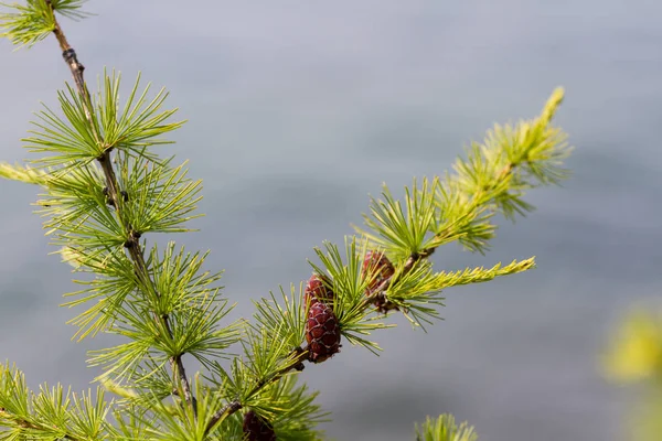 Melez (bitki) koni ile