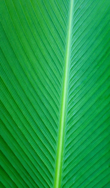 Folha verde de bananeira — Fotografia de Stock
