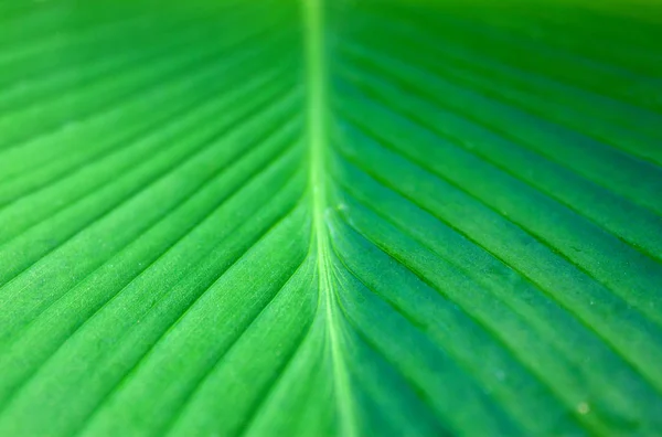 Зеленый лист бананового дерева — стоковое фото