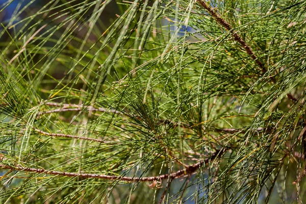 Casuarina ramos, close-up — Fotografia de Stock