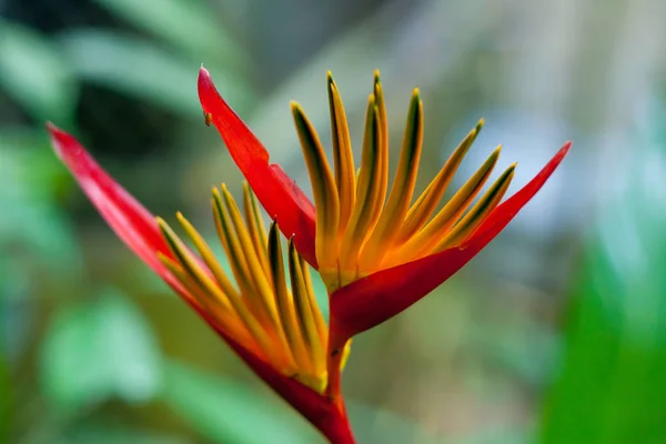 Flower Bird of paradise — Stock Photo, Image