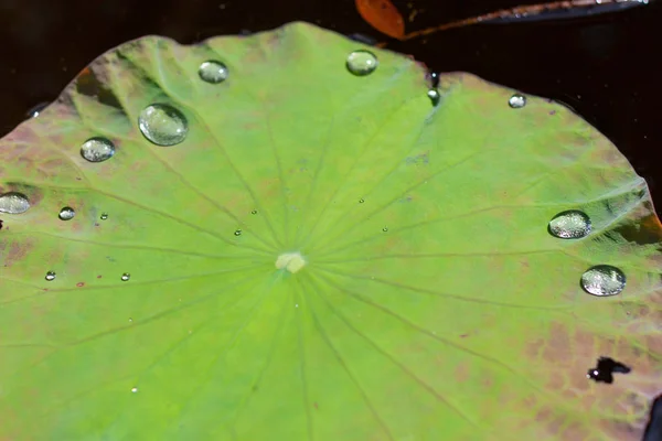 Old lotus leaf — Stock Photo, Image