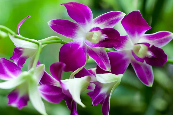 Mor orkide çiçekleri