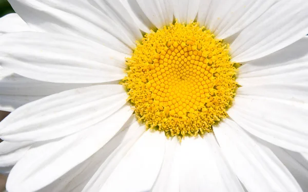 Papatya çiçek makro