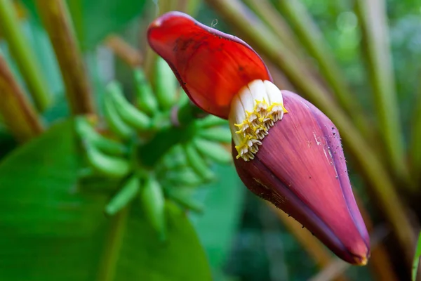 赤いバナナの花 — ストック写真