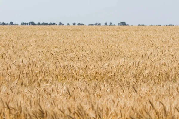 Buğday alan olgunlaşmak