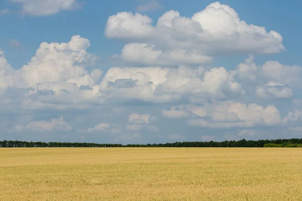 Feld nach der Ernte — Stockfoto