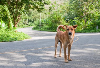 Yoldaki köpek.