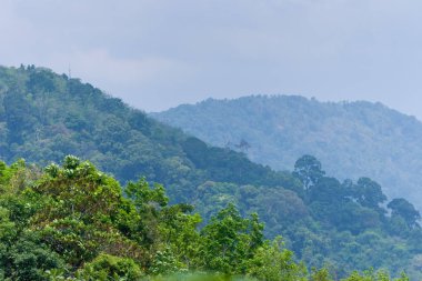 tropikal yeşil tepeler