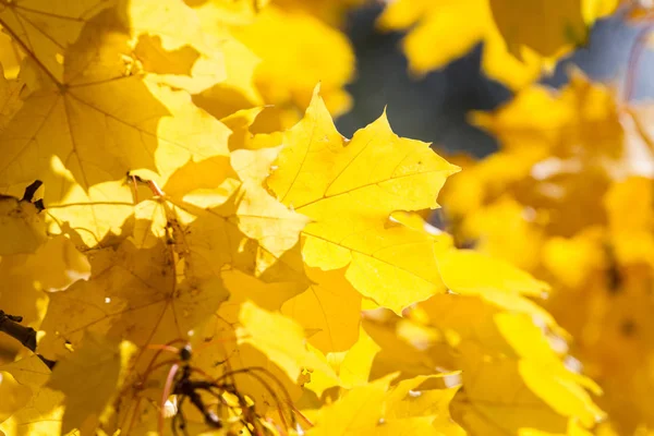 Sarı akçaağaç yaprakları