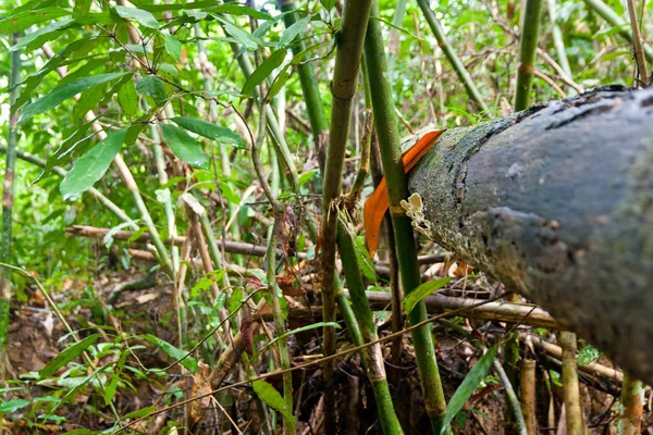Стовбур дерева в джунглях — стокове фото