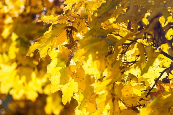 Sarı akçaağaç yaprakları