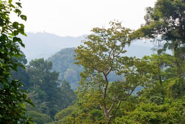 tropikal yeşil tepeler