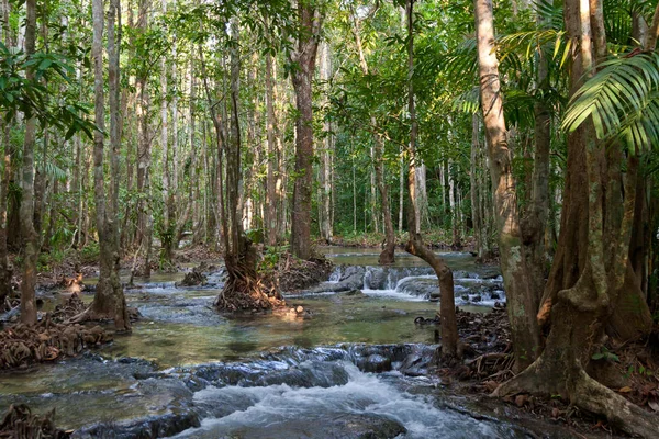 Водний струмок у джунглях — стокове фото