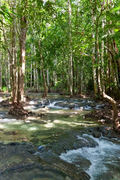 Водний струмок у джунглях — стокове фото