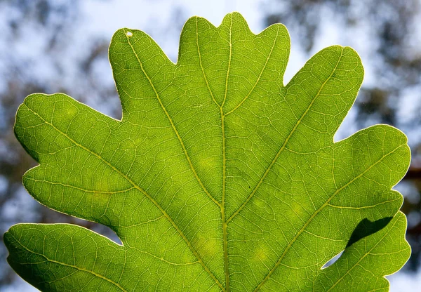 Yeşil Meşe yaprağı