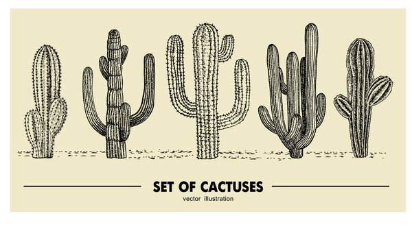 Conjunto vectorial de cactus dibujados a mano. Ilustración de bocetos. Diferentes cactos en estilo monocromo — Vector de stock