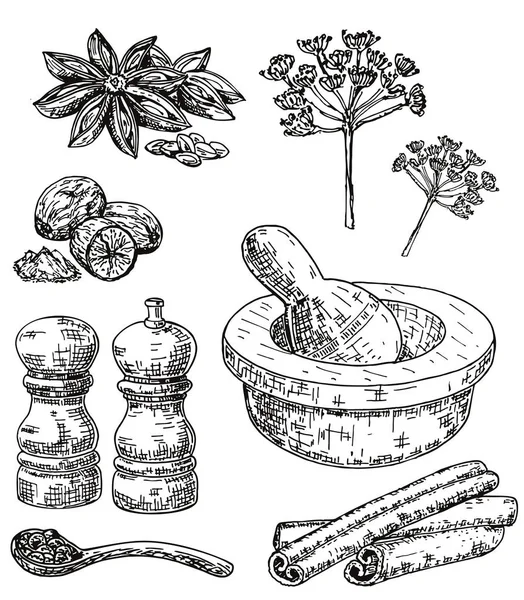 Conjunto de ervas e especiarias culinárias desenhadas à mão com tinta vetorial — Vetor de Stock