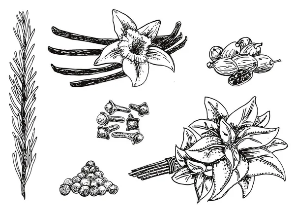 Set de hierbas y especias culinarias dibujadas a mano de tinta vectorial — Vector de stock
