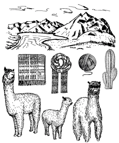 Conjunto de iconos de alpaca dibujada a mano de tinta vectorial — Vector de stock