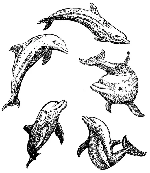 Wektor zestaw ikon dolphin ręcznie rysowane tuszem — Wektor stockowy