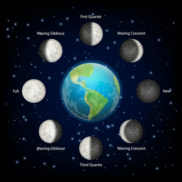 Фази Місяця Векторні реалістичні ілюстрації — стоковий вектор