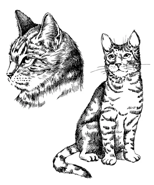 벡터 고양이 문신 예술 또는 인쇄 디자인 — 스톡 벡터