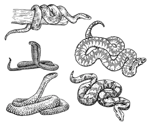 Conjunto de ícones de esboço vetorial de cobras — Vetor de Stock