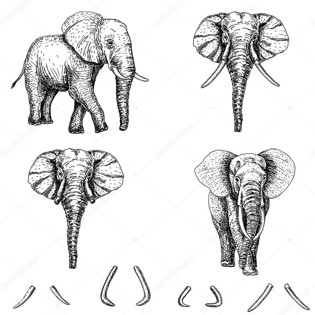 Elephant sketch icon set. Vector ink hand drawn illustration. Elephant tattoo art or print design.