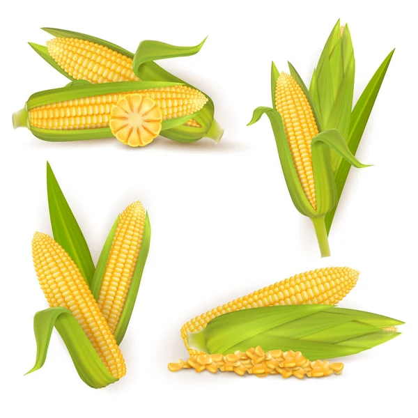 Realistic sweet corn set, vector isolated illustration — Stock Vector