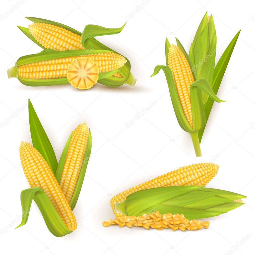 Realistic sweet corn set, vector isolated illustration