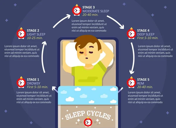 Інфографіка сплячого циклу, векторна освітня діаграма, плакат — стоковий вектор