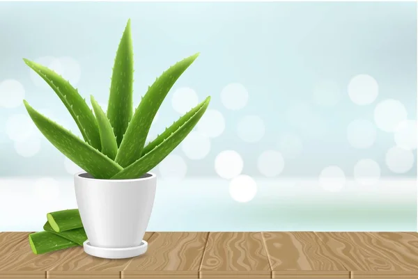 Aloe Vera Pflanze im Topf Vektor Plakat Banner Vorlage — Stockvektor