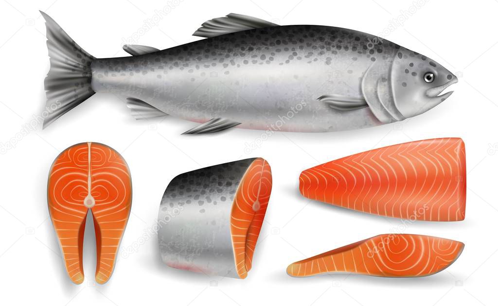 Salmon red fish, vector realistic isolated illustration