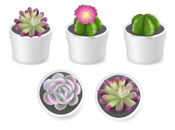 Cactus et plantes succulentes en pots, illustration vectorielle isolée — Image vectorielle