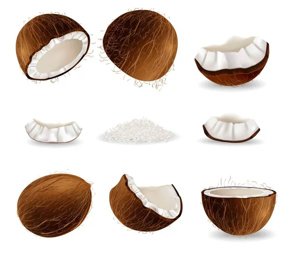 Fruits de noix de coco réalistes, illustration vectorielle isolée — Image vectorielle