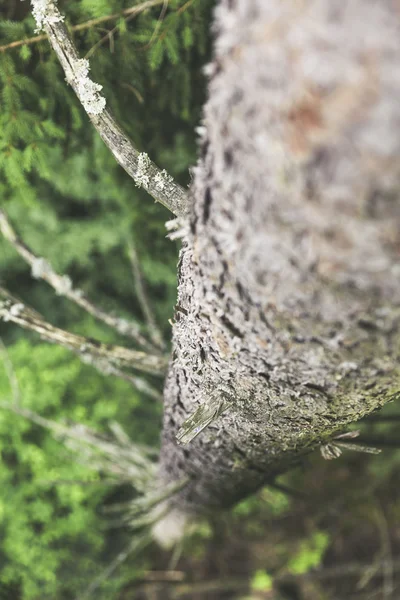 Baumwipfelpfad 상위 경로 생태계 나무 / — 스톡 사진