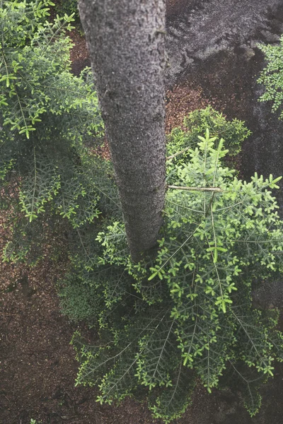 Baumwipfelpfad / träd topp sökvägen ekosystem — Stockfoto