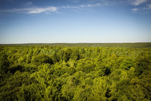 Baumwipfelpfad / ağaç en iyi yolu ekosistem