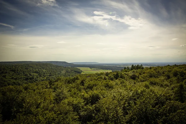 Baumwipfelpfad / tree top path ecosystem — Stock Photo, Image