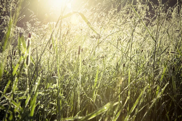 Sunrise field meadow — Stock Photo, Image