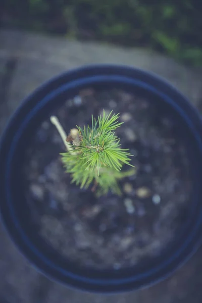 Criação de jardinagem urbana — Fotografia de Stock